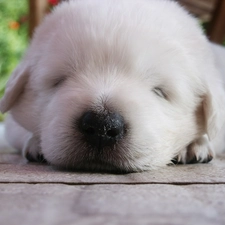 Maremmano-abruzzese, Puppy