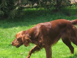 adult, Irish Setter