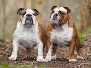 adult, Bulldogs, Two cars