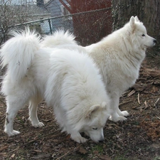 adult, Samojedy, Two cars