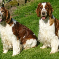 adult, Welsh Springers spaniels, Two cars