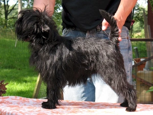 Affenpinscher, Black