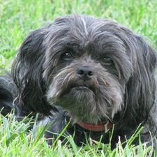 Affenpinscher, muzzle