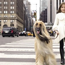 Afghan Hound, New York, girl, Street