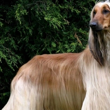 green, Afghan Hound