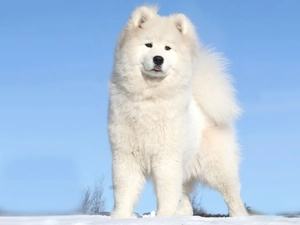 Akita, White, dog