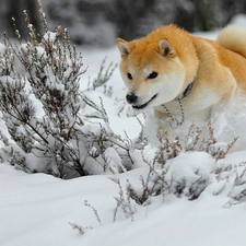Akita, winter, doggy, snow