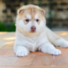 Puppy, Akita, dog