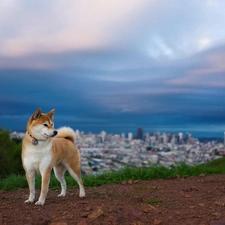 Akita, doggy, russet, White