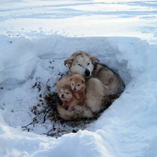 winter, Alaskan, haunt