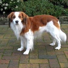 Alpine Dutch, Kooikerhondje, white and red