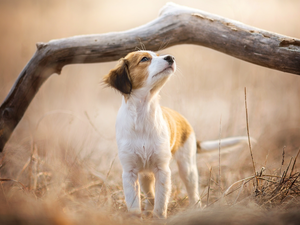 Alpine Dutch, dog, fuzzy, Plants, Lod on the beach, Puppy