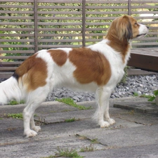 Kooikerhondje, Alpine Dutch