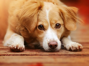 Red-white, dog, Alpine Dutch, lying