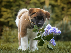 dog, American akita, without, Puppy