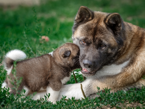 American akita, Puppy