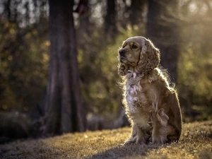 American Cocker Spaniel
