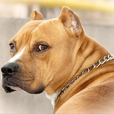 Amstaff, dog-collar, Brown