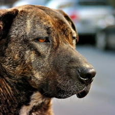 Amstaff, dog