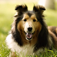 an, meadow, Scottish Shepherd