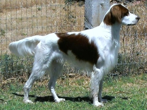 Setter Irish Red and White, fence