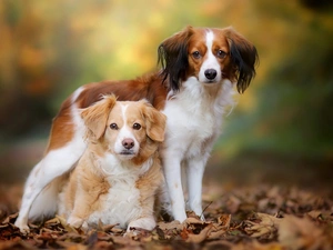 background, animals, Leaf, fuzzy, Flushing