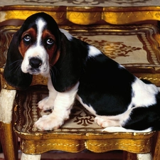 antique, Basset Hound, sad, Eyes