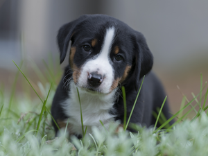 dog, Puppy, grass, Appenzeller