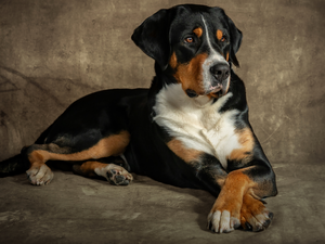 Appenzeller, lying, dog