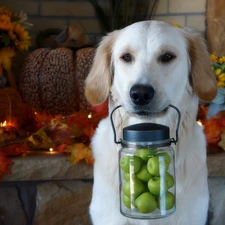 Leaf, apples, jar, Puppy, Autumn, golden, retriever