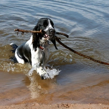 apport, American Spaniel undeniable