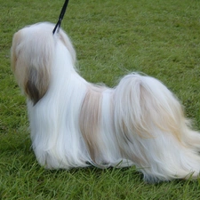 Lhasa Apso, combed