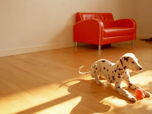 Armchair, Room, Dalmatian, toy