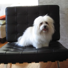 Armchair, Coton de Tulear