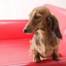 Armchair, long-haired Dachshund