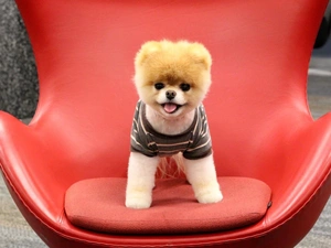 Armchair, Toy Spitz