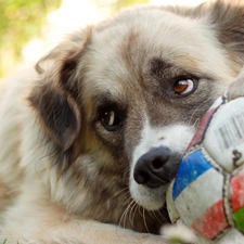 Central Asian Shepherd, The look, dog, Ball