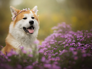 muzzle, dog, Flowers, Aster, wreath, Akita Inu