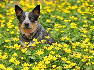 Flowers, Australian cattle dog, Meadow