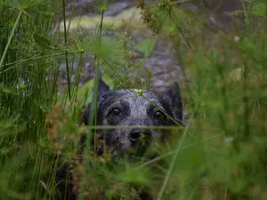 scrub, Australian cattle dog, mouth