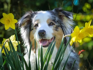 Australian Shepherd, Daffodils