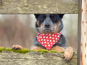 dog, scarf, boarding, Australian cattle dog