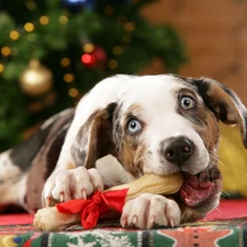 Australian Dog, christmas tree, dog, bone