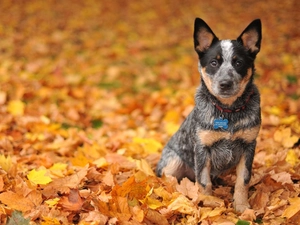 Leaf, Australian Dog, Australian cattle dog