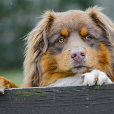 Australian Shepherd, board, doggy, feet