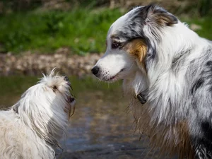 Two cars, Havanese, Australian Shepherd, Dogs