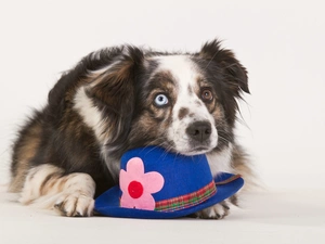 Australian Shepherd, Hat