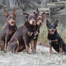 Australian Shepherds - Kelpie, four