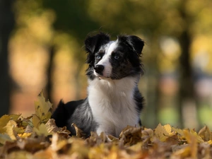Australian Shepherd, Leaf