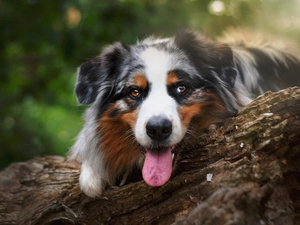 Australian Shepherd, log